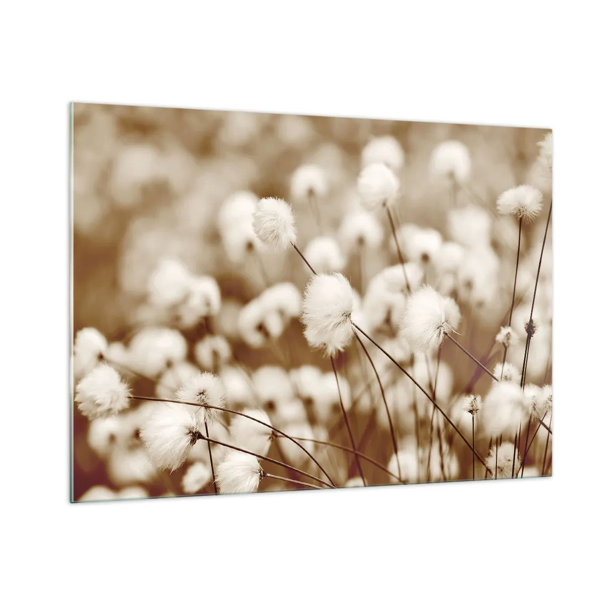 Obraz na szkle - Pole puszystych traw w odcieniach sepii - 100x70cm - Puszysty łan - Nowoczesna dekoracja ścienna do salonu, kuchni i sypialni ARTTOR