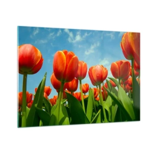 Obraz na szkle - Pole czerwonych tulipanów pod błękitnym niebem - 100x70cm - Oprócz błękitnego nieba nic im w życiu nie potrzeba - Nowoczesna dekoracja ścienna do salonu, kuchni i sypialni ARTTOR