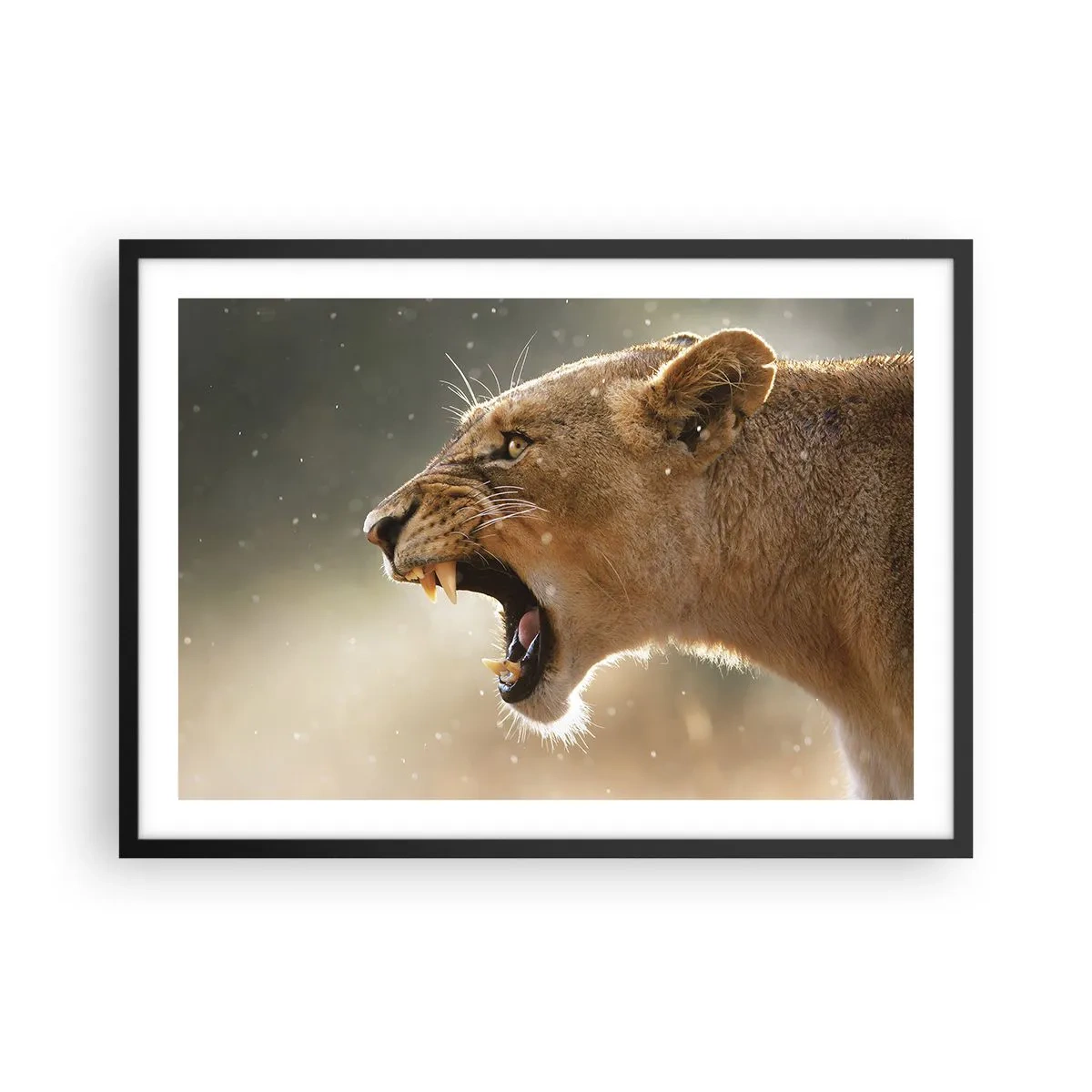 Plakat w czarnej ramie - Portret ryczącej lwicy w naturalnym świetle - 70x50cm - Spróbuj nie posłuchać - Nowoczesna dekoracja ścienna do salonu i sypialni ARTTOR