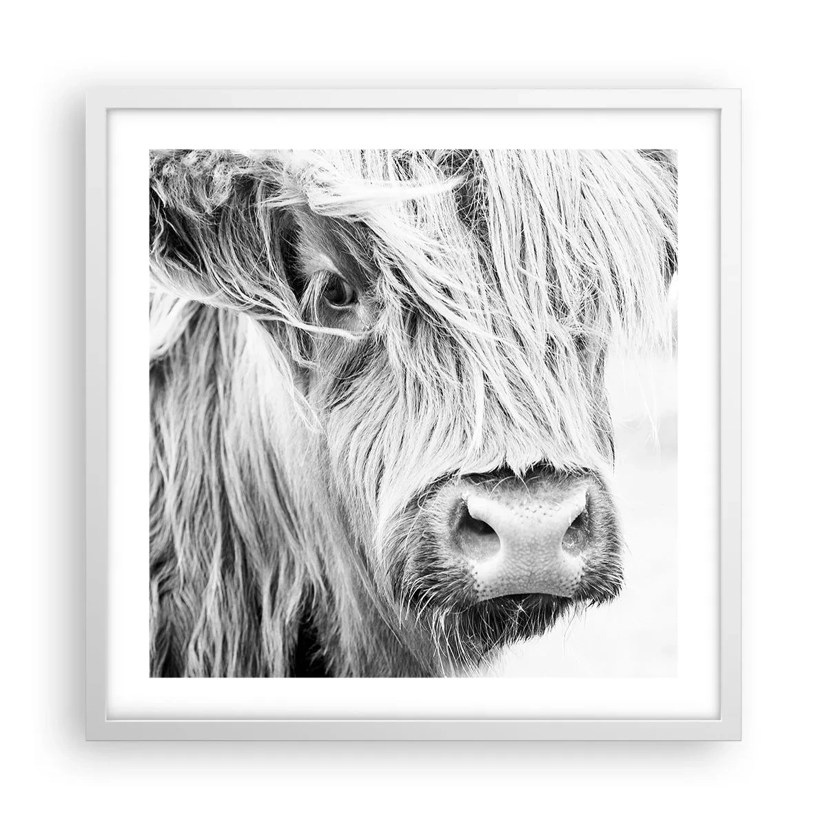 Plakat w białej ramie - Szkocka dzikość - 50x50 cm