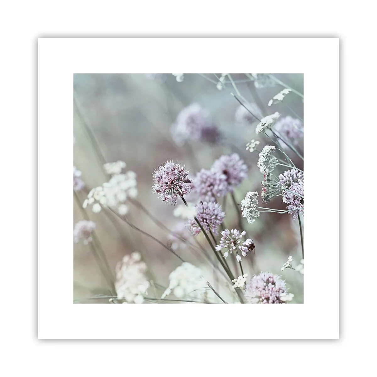 Plakat - Słodkie filigrany ziół - 30x30 cm