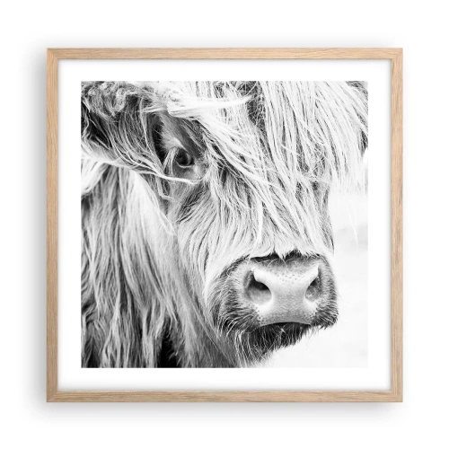 Plakat w ramie jasny dąb - Szkocka dzikość - 50x50 cm