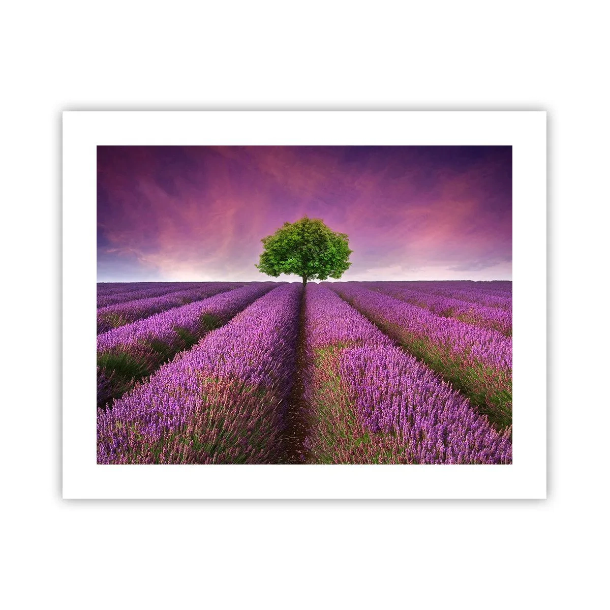 Plakat - Na lawendowych polach - 50x40 cm