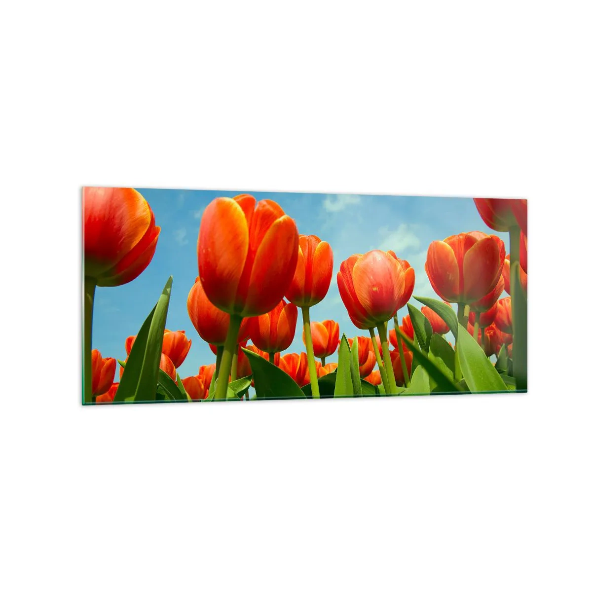 Obraz na szkle - Pole czerwono-pomarańczowych tulipanów na tle błękitnego nieba - 120x50cm - Oprócz błękitnego nieba nic im w życiu nie potrzeba - Nowoczesna dekoracja ścienna do salonu i sypialni ARTTOR