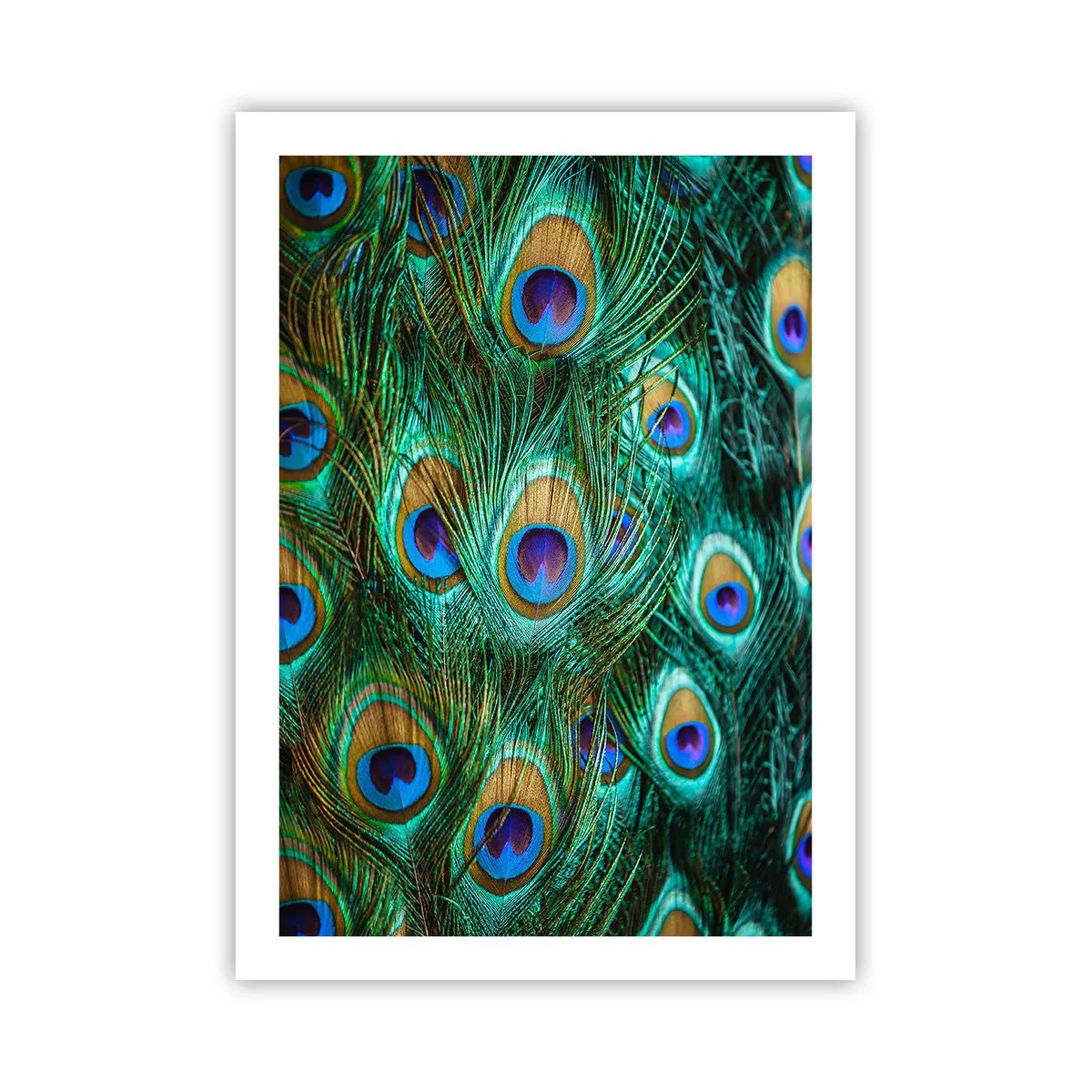 Plakat - Pióra pawia w intensywnych barwach - 50x70cm - Pawiookie spojrzenie - Nowoczesna dekoracja ścienna do salonu, kuchni i sypialni ARTTOR