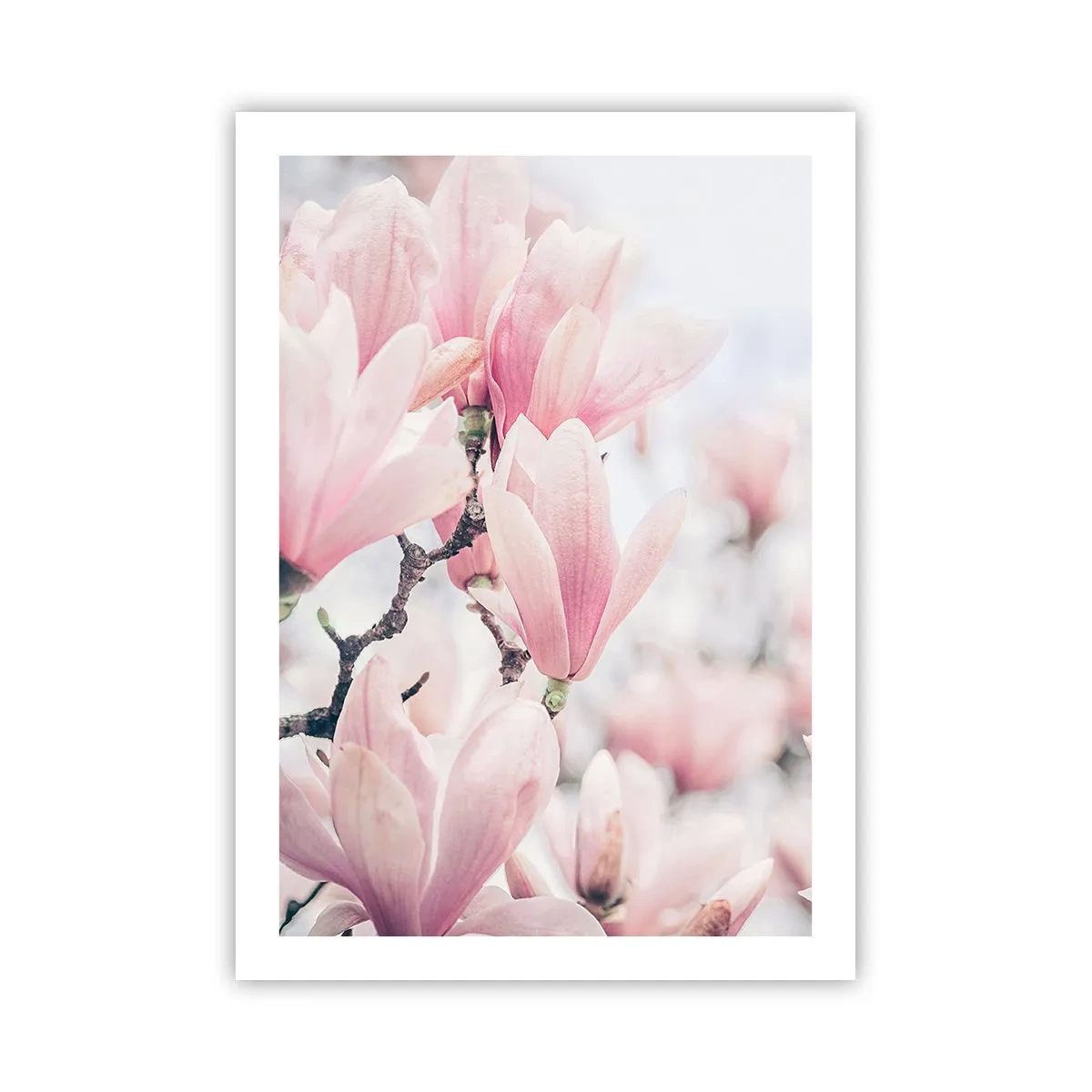 Plakat - Różowe magnolie w subtelnej wiosennej scenerii - 50x70cm - Ideał subtelności - Nowoczesna dekoracja ścienna do salonu, kuchni i sypialni ARTTOR