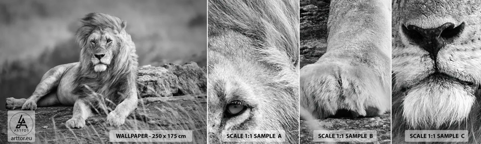 Fototapeta Próbka Samoprzylepna Deluxe Sticker - Królewska sjesta - Lew, Zwierzęta, Natura - 100x30 cm