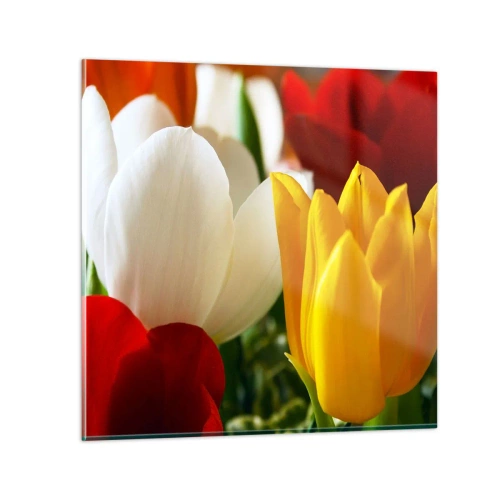 Obraz na szkle - Tulipanowa gorączka - 40x40 cm