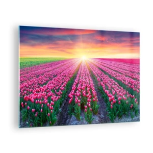 Obraz na szkle - Pole różowych tulipanów w promieniach zachodzącego słońca - 70x50cm - Farma piękności - Nowoczesna dekoracja ścienna do salonu i sypialni ARTTOR
