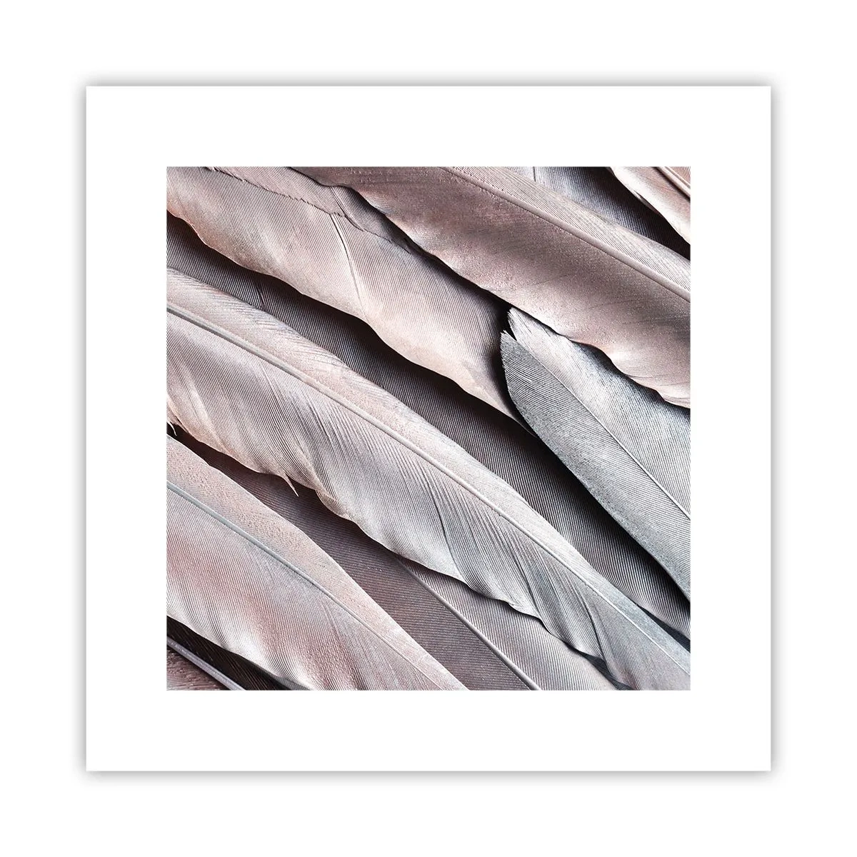 Plakat - W różowej srebrzystości - 30x30 cm