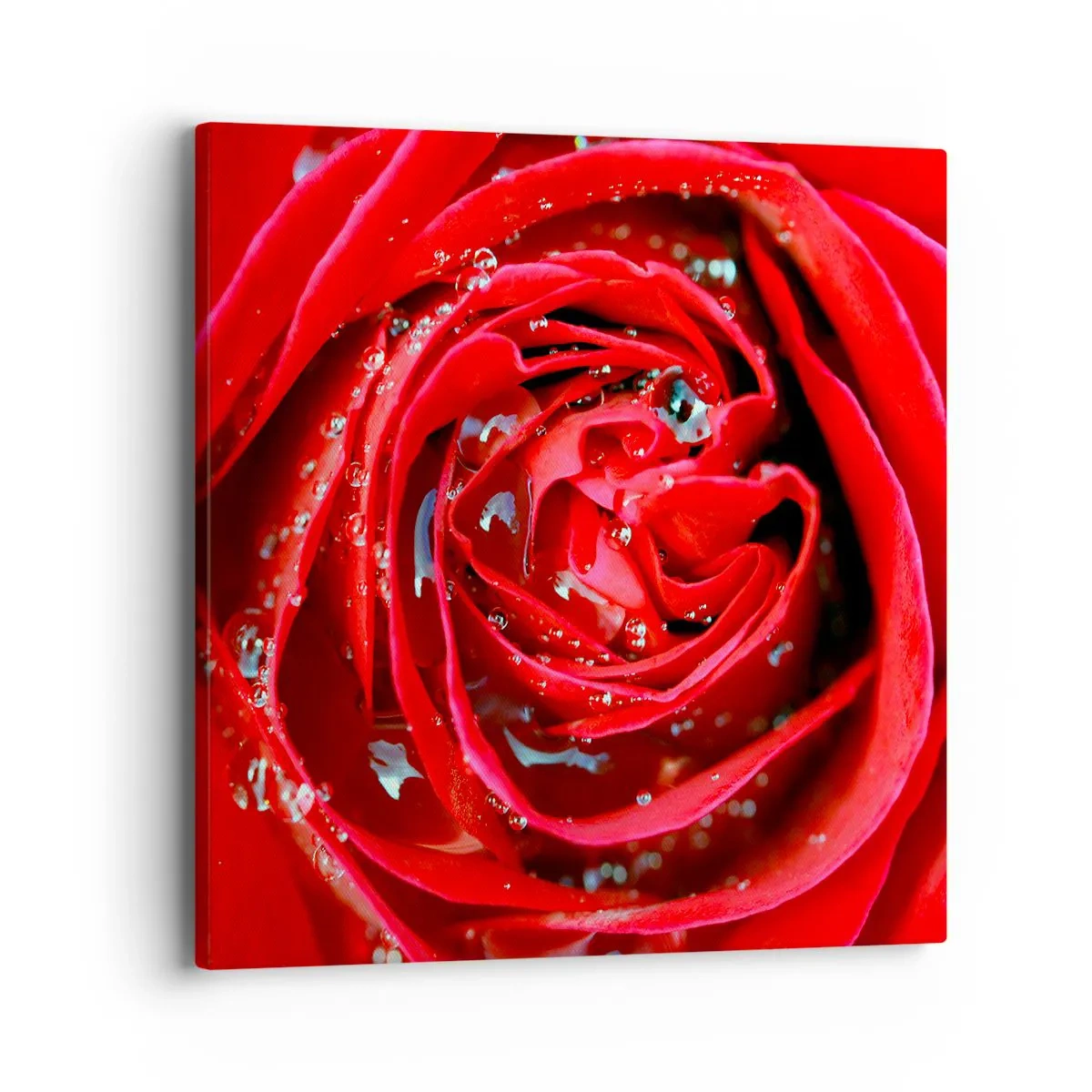 Obraz na płótnie - W kroplach rosy - 40x40 cm