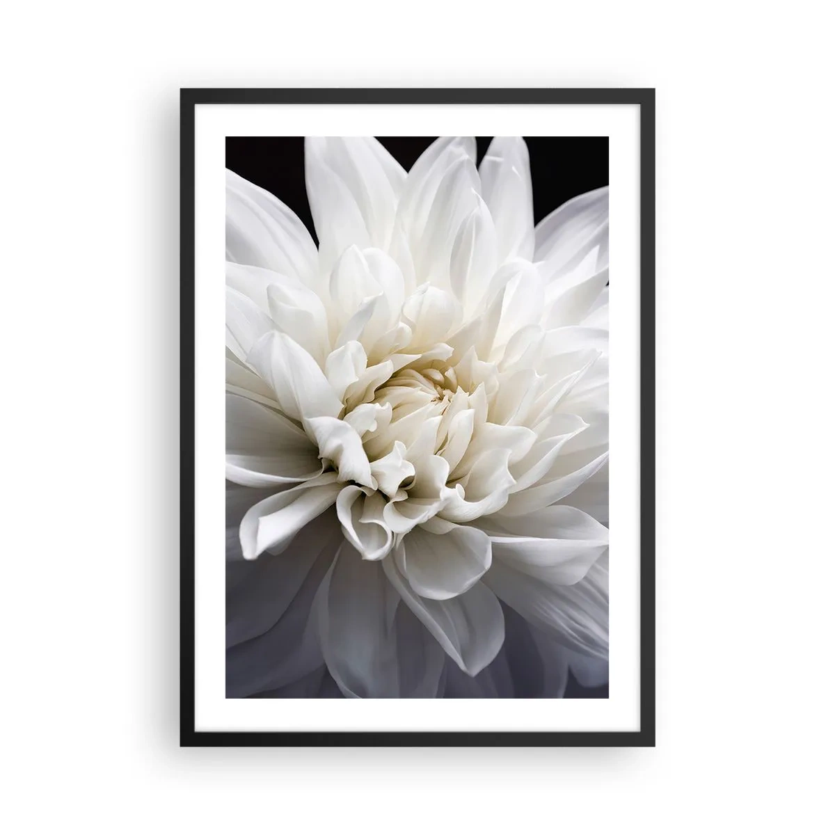 Plakat w czarnej ramie - Zbliżenie na białą dalię na ciemnym tle - 50x70cm - Poranek Panny Młodej - Nowoczesna dekoracja ścienna do salonu i sypialni ARTTOR