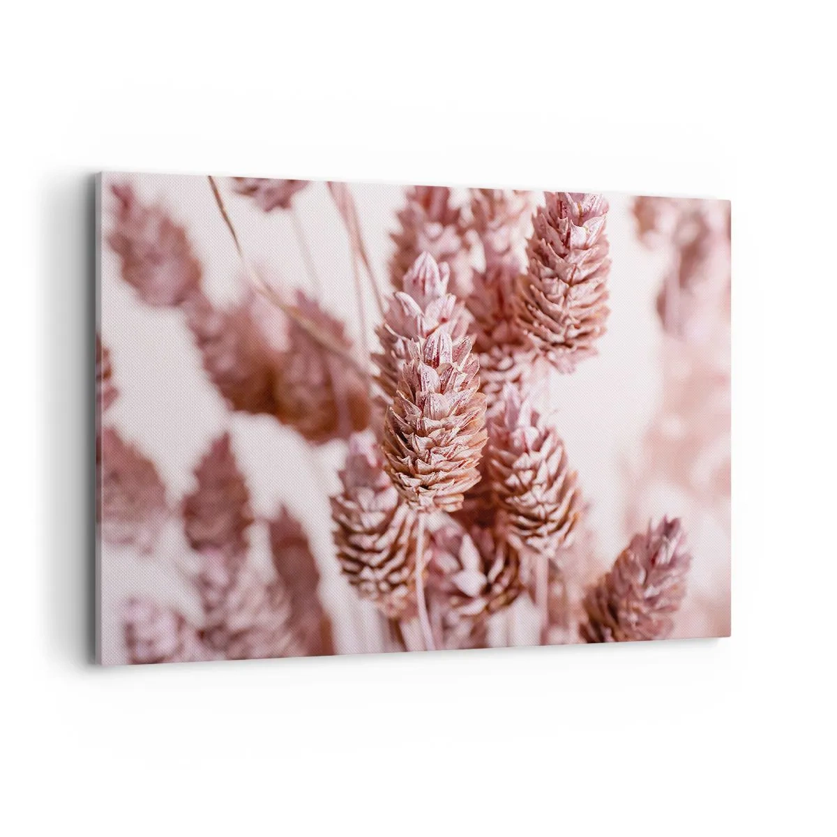 Obraz na płótnie - Zbliżenie na delikatne różowe kłosy traw ozdobnych - 100x70cm - Z pozoru niepozorne - Nowoczesna dekoracja ścienna do salonu, kuchni i sypialni ARTTOR