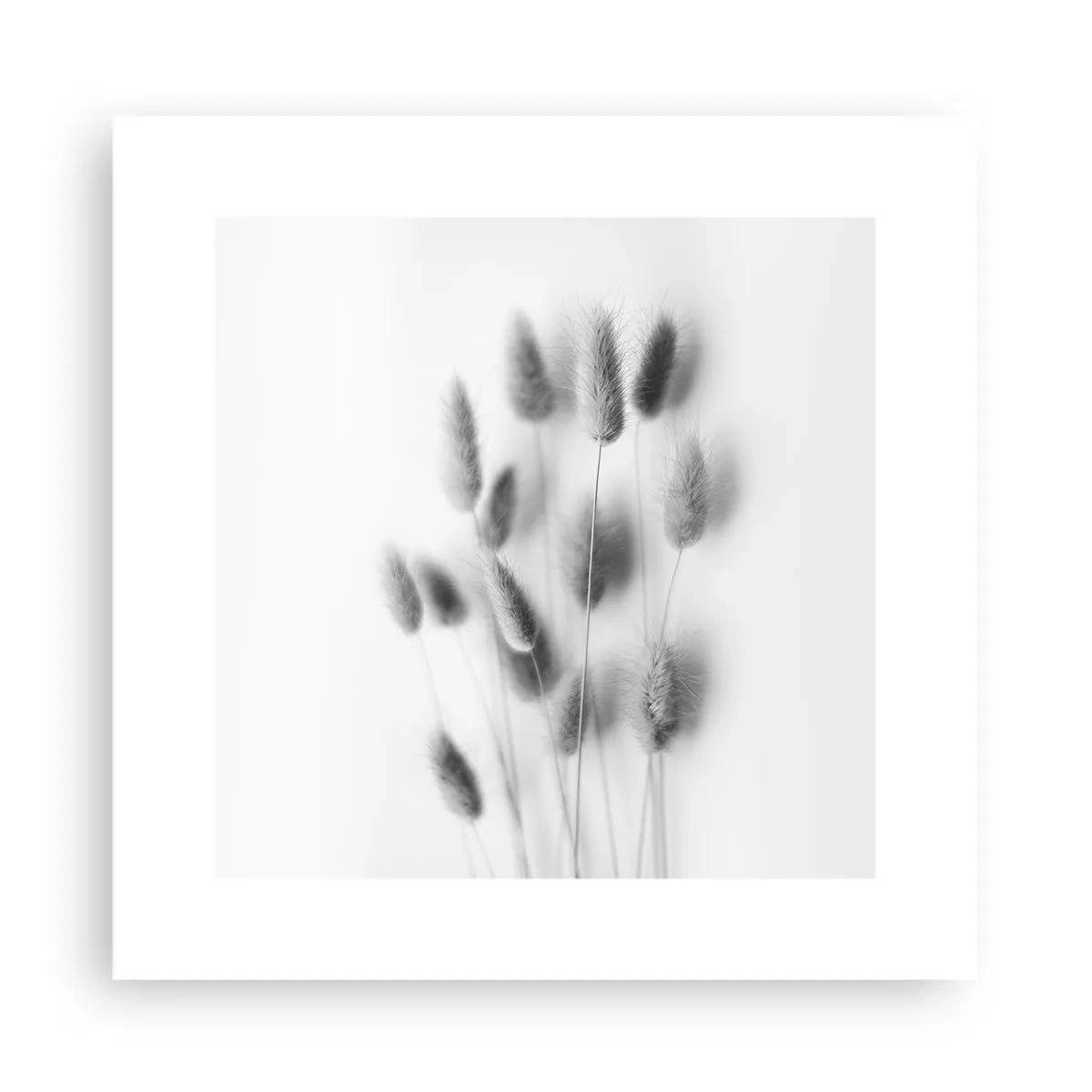 Plakat - Jej puszystość trawa - 30x30 cm