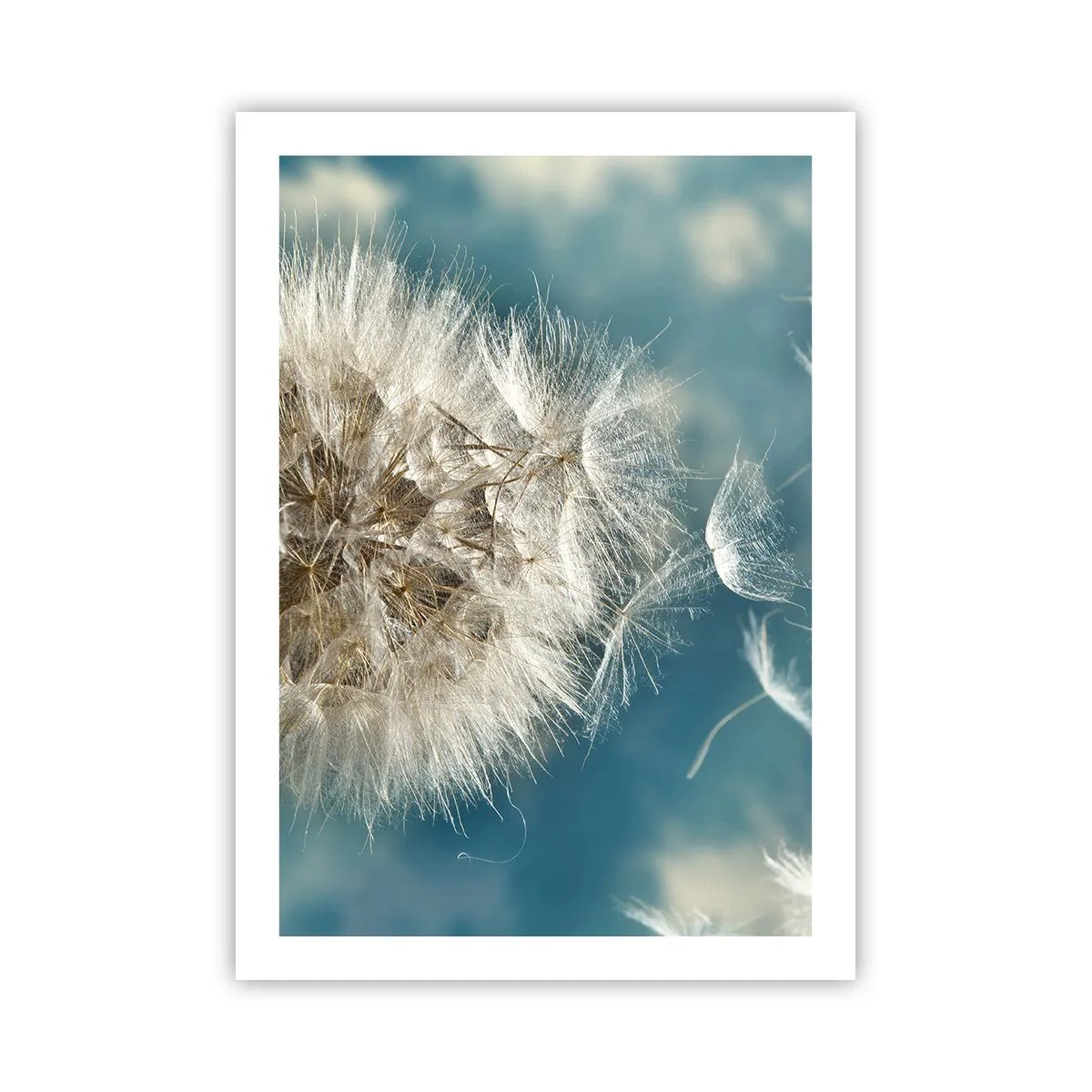 Plakat - Delikatne nasiona dmuchawca na błękitnym tle - 50x70cm - Oddech anioła - Nowoczesna dekoracja ścienna do salonu, kuchni i sypialni ARTTOR