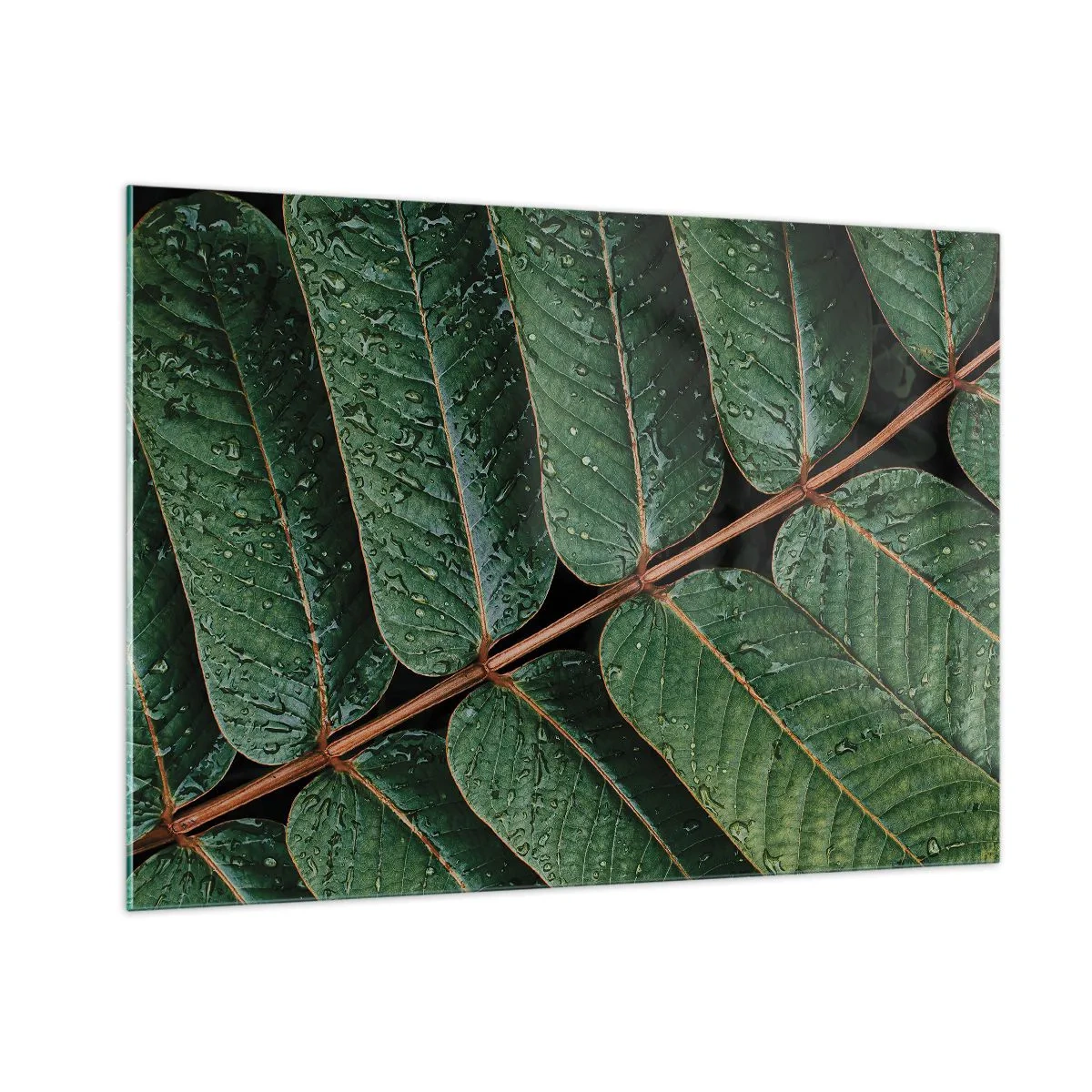 Obraz na szkle - Zbliżenie na zielone liście z kroplami wody - 100x70cm - W zielonym rytmie - Nowoczesna dekoracja ścienna do salonu, kuchni i sypialni ARTTOR