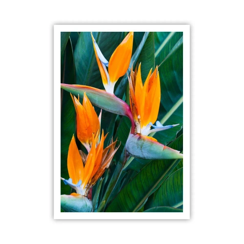 Plakat - Czy to kwiat, czy to ptak? - 70x100 cm