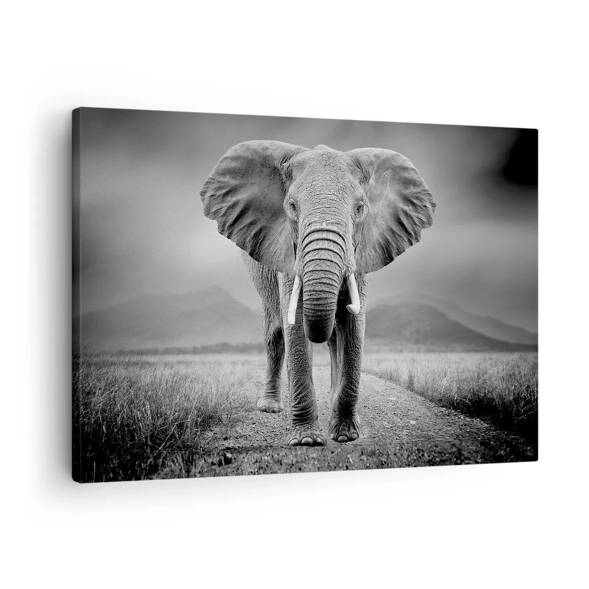 Obraz na płótnie - Potężny słoń na sawannie w monochromatycznej tonacji - 70x50cm - Gospodarz wita - Nowoczesna dekoracja ścienna do salonu i sypialni ARTTOR