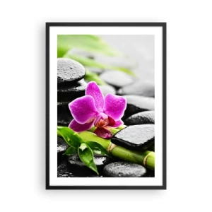 Plakat w czarnej ramie - Fioletowa orchidea na mokrych kamieniach i zielonych liściach - 50x70cm - W spokojnej równowadze - Nowoczesna dekoracja ścienna do salonu i sypialni ARTTOR