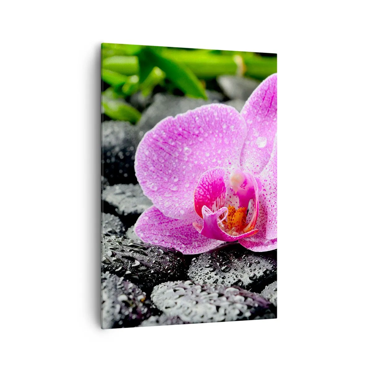 Obraz na płótnie - Różowa orchidea na mokrych czarnych kamieniach z zielonymi liśćmi - 70x100cm - Jak otwarte serce - Nowoczesna dekoracja ścienna do salonu i sypialni ARTTOR
