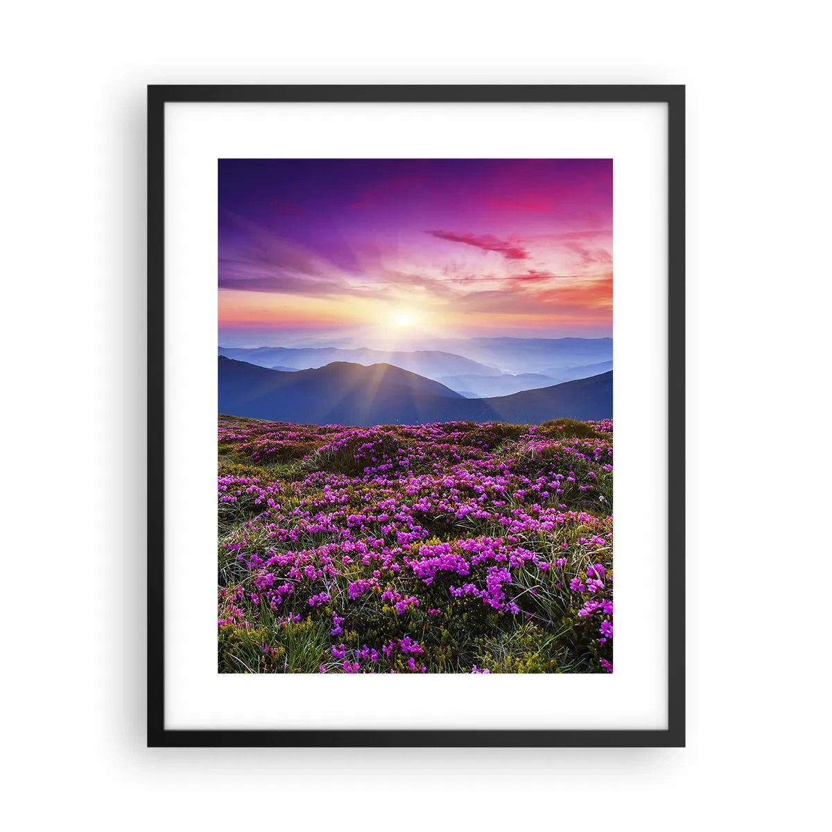 Plakat w czarnej ramie - Ziół zapachniały świeże pęki od niw - 40x50 cm