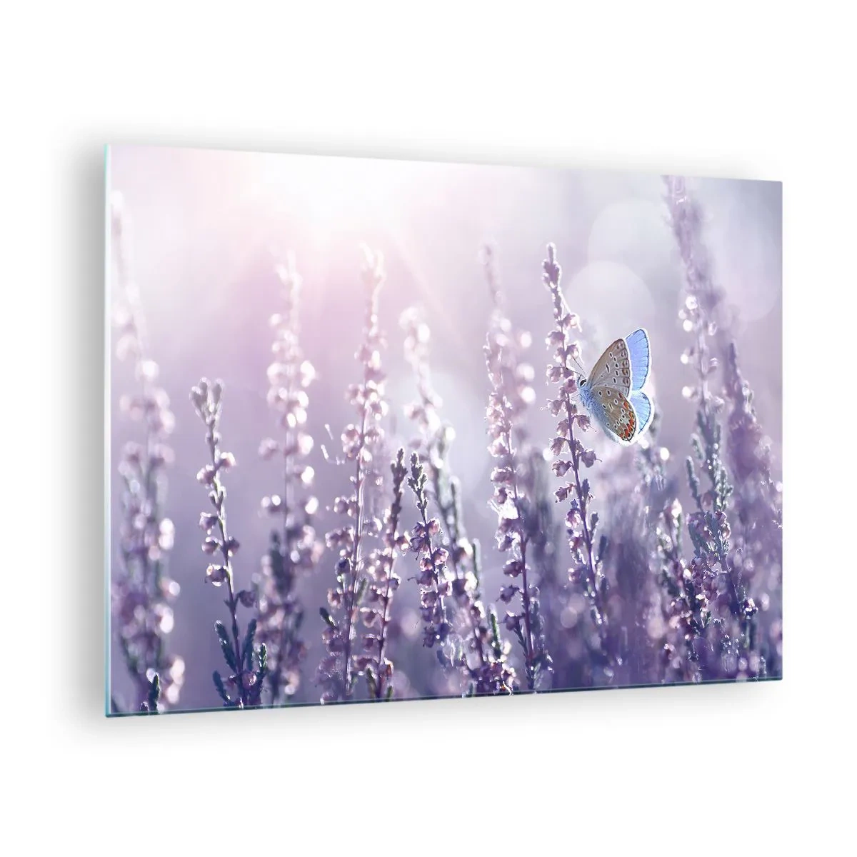 Obraz na szkle - Motyl na polu lawendy w promieniach słońca - 70x50cm - Pocałunek motyla - Nowoczesna dekoracja ścienna do salonu i sypialni ARTTOR