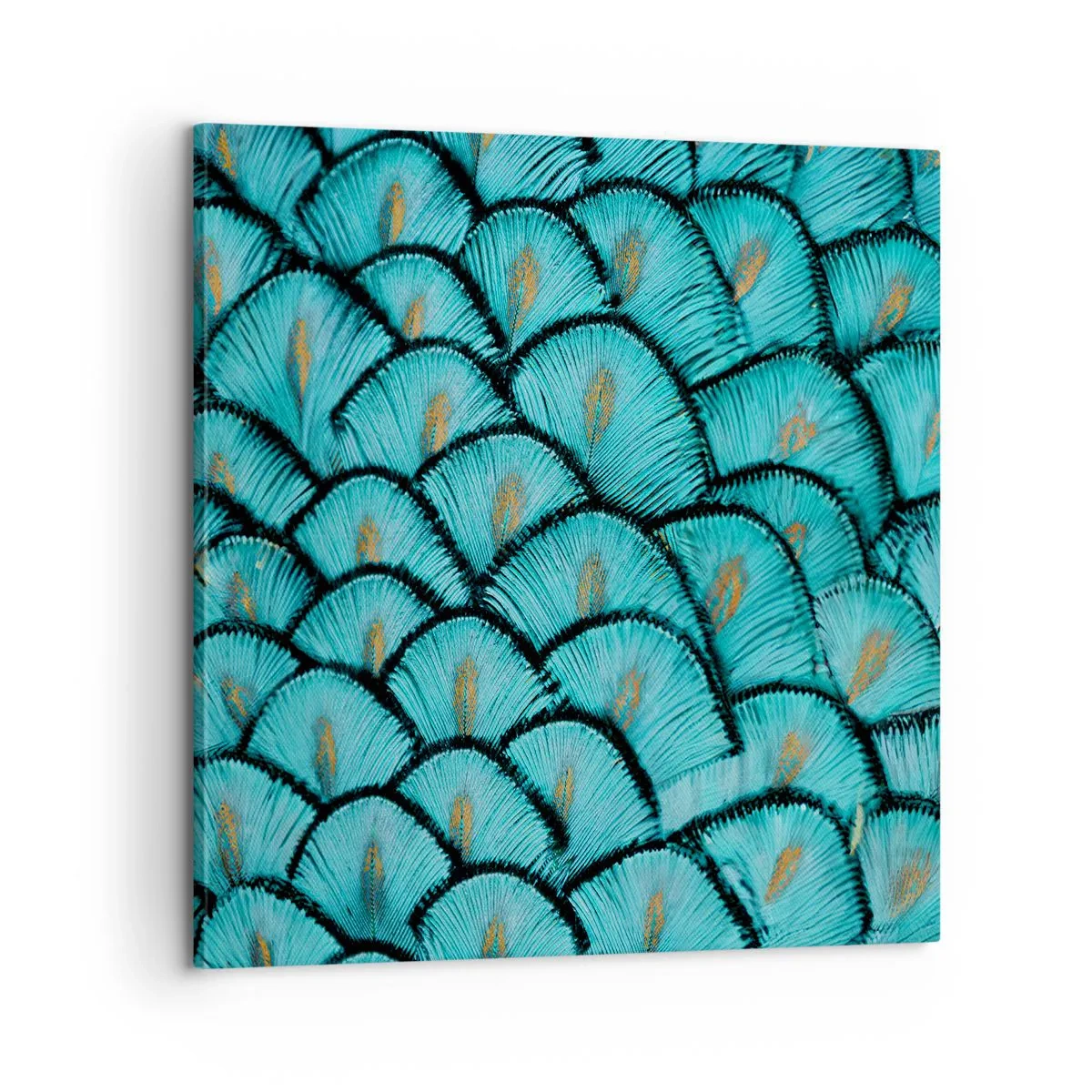 Obraz na płótnie - Wielka gala piór - 60x60 cm