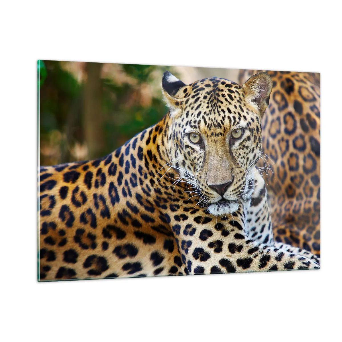 Obraz na szkle - Dziki lampart spoczywający wśród zieleni - 120x80cm - Dziki i spokojny - Nowoczesna dekoracja ścienna do salonu, kuchni i sypialni ARTTOR