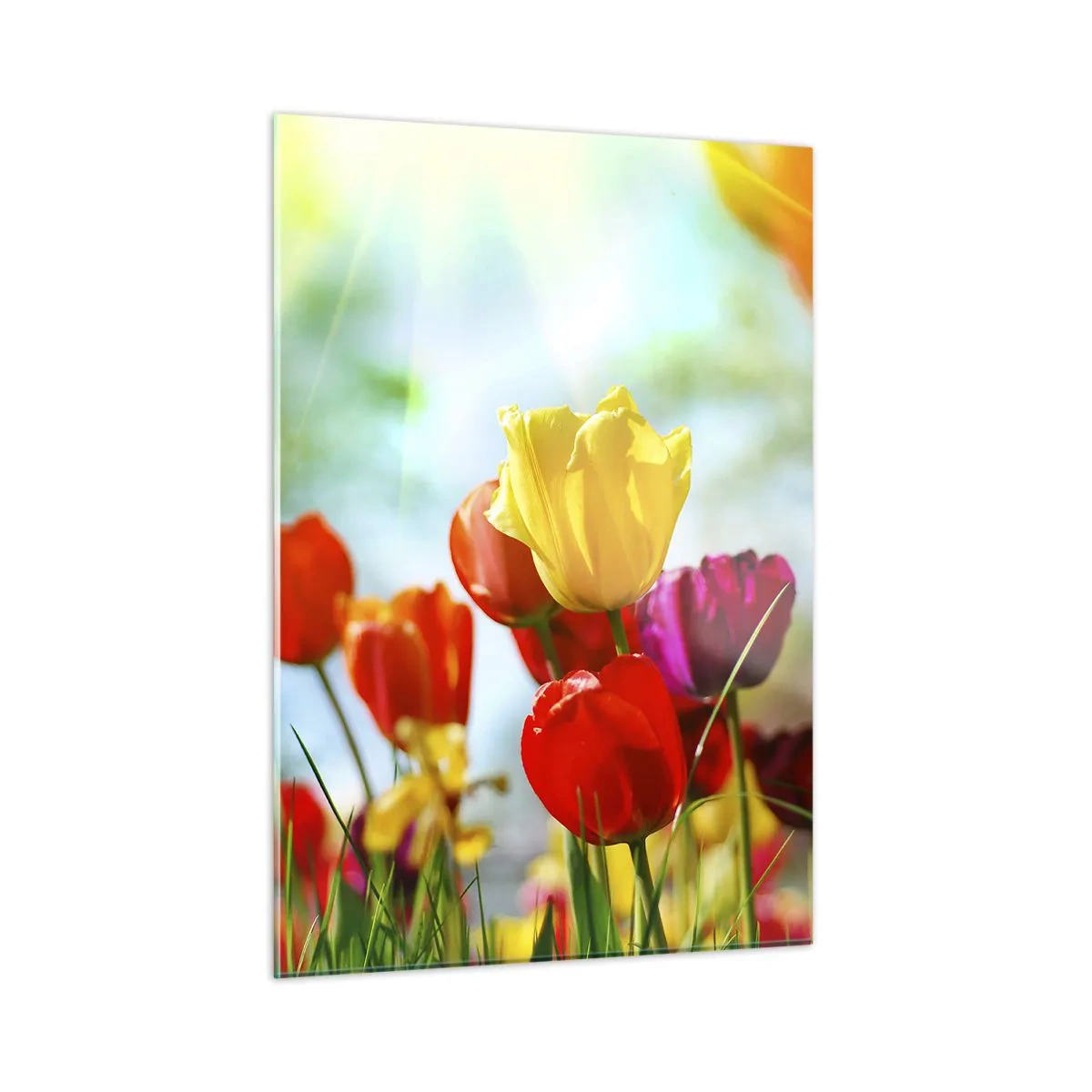 Obraz na szkle - Kolorowe tulipany oświetlone promieniami słońca - 50x70cm - Wszystkie barwy słońca - Nowoczesna dekoracja ścienna do salonu, kuchni i sypialni ARTTOR
