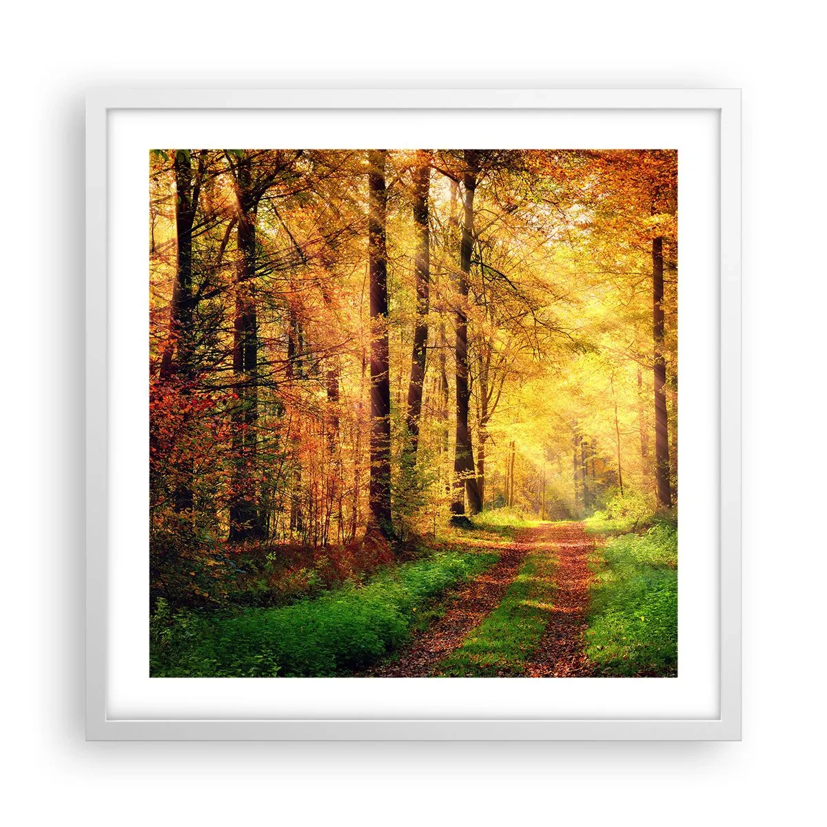 Plakat w białej ramie - Leśno-złota cisza - 50x50 cm