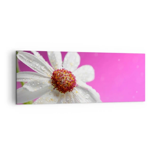 Obraz na płótnie - Biała stokrotka pokryta kroplami wody na różowym tle - 140x50cm - Skromny w swojej urodzie - Nowoczesna dekoracja ścienna do salonu i sypialni ARTTOR