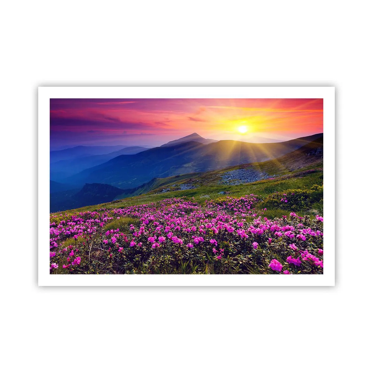 Plakat - … A dokoła pachnie kosodrzewina i wonieją zioła - 91x61 cm