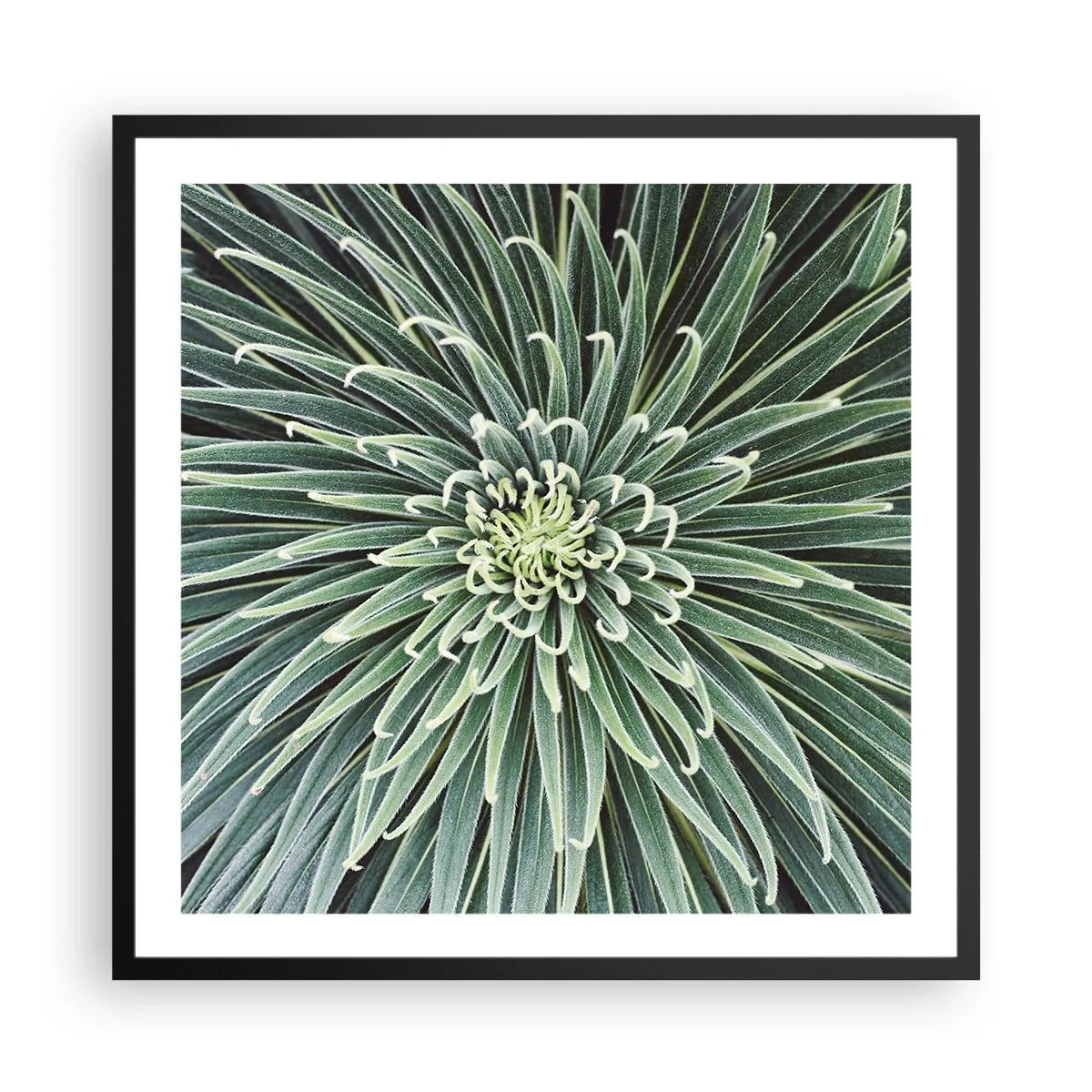 Plakat w czarnej ramie - Narodziny gwiazdy - 60x60 cm