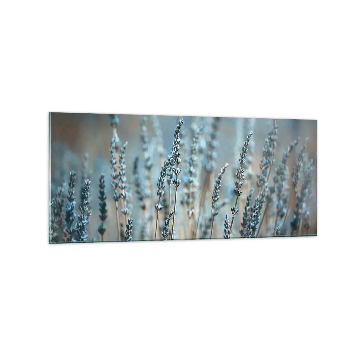 Obraz na szkle - Lawenda na polu w subtelnej pastelowej tonacji - 120x50cm - Pachnący łan - Nowoczesna dekoracja ścienna do salonu i sypialni ARTTOR