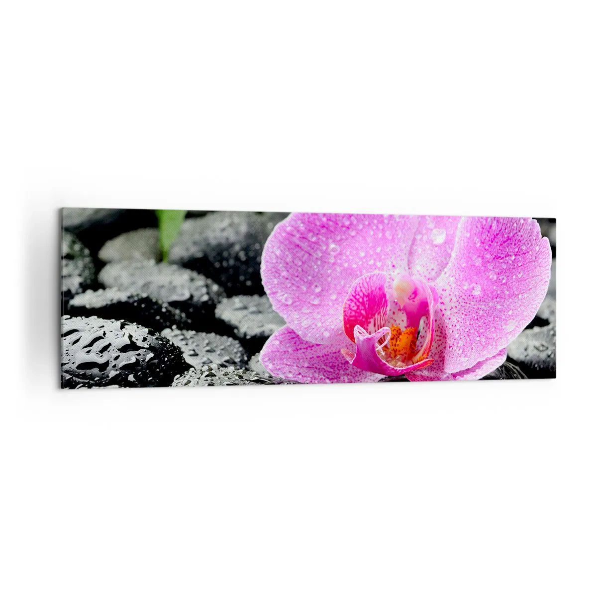 Obraz na płótnie - Różowa orchidea na mokrych czarnych kamieniach z zielonymi liśćmi - 160x50cm - Jak otwarte serce - Nowoczesna dekoracja ścienna do salonu i sypialni ARTTOR