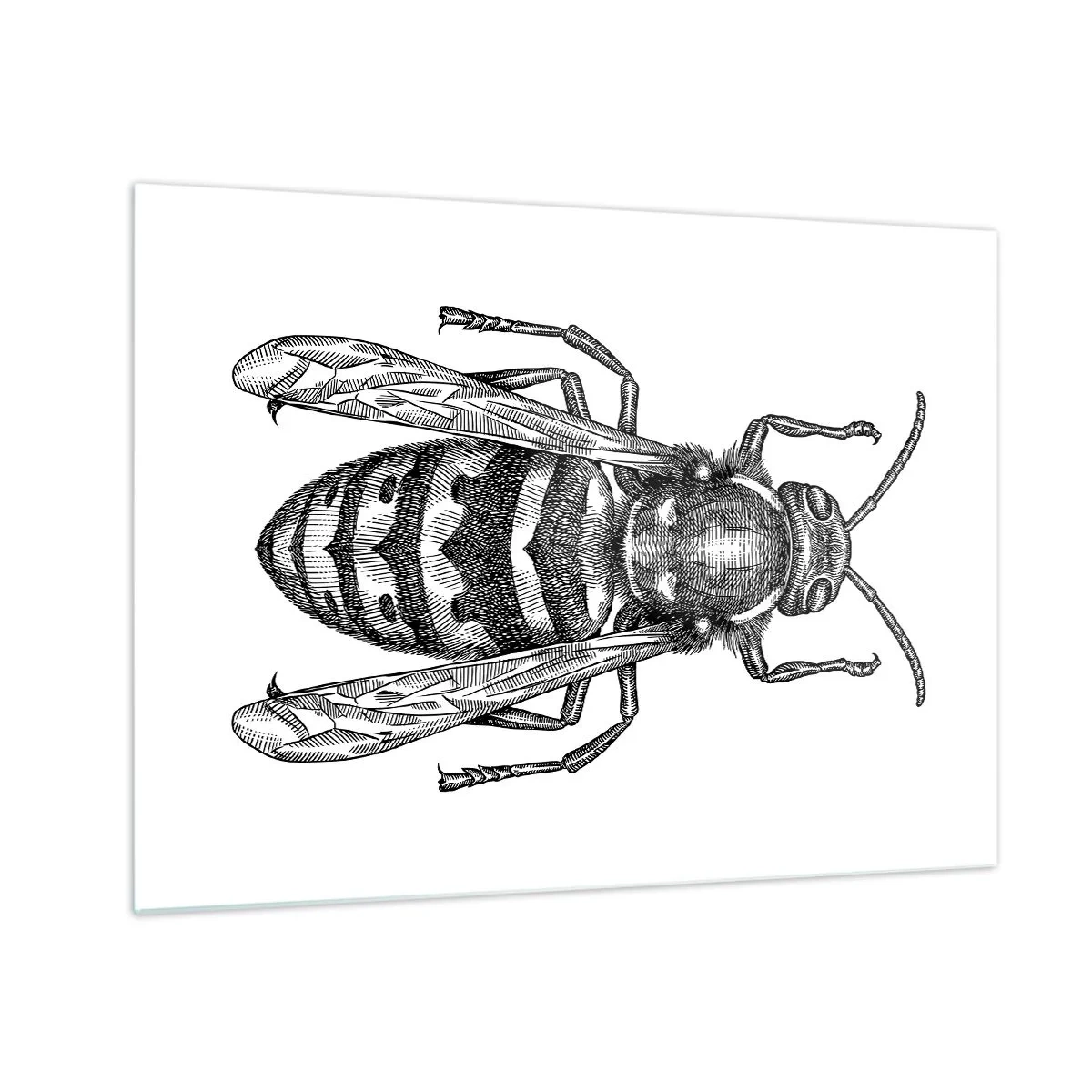 Obraz na szkle - Czarno-biała ilustracja osy w stylu retro na białym tle - 70x50cm - Z owadziej planety - Nowoczesna dekoracja ścienna do salonu i sypialni ARTTOR