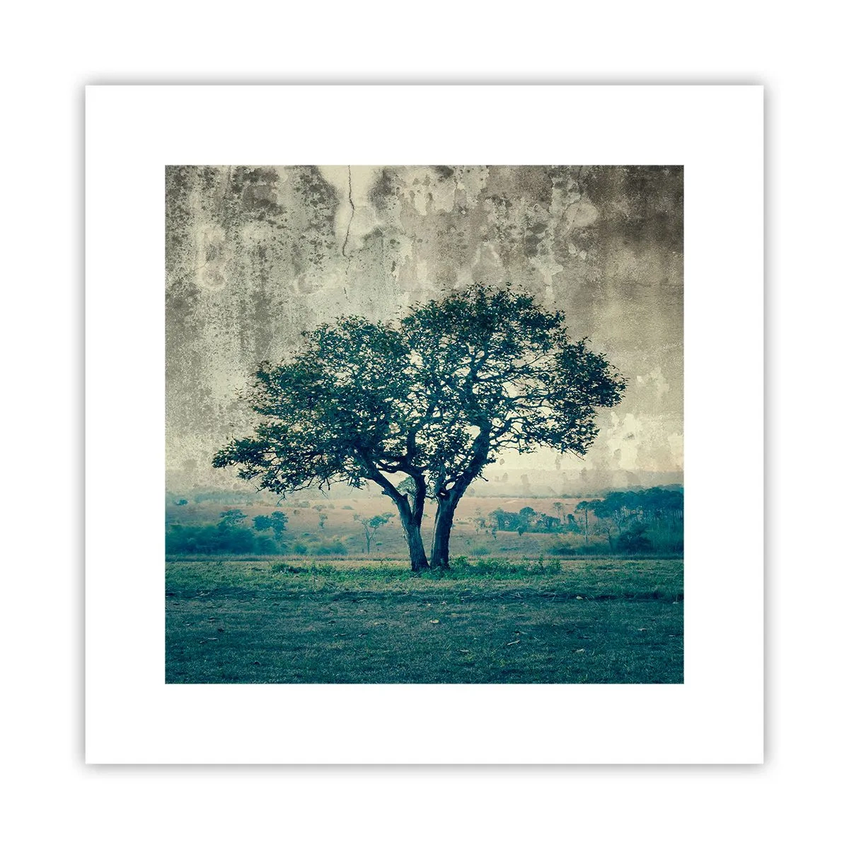 Plakat - Jabłoń na błękitnym błoniu? - 30x30 cm