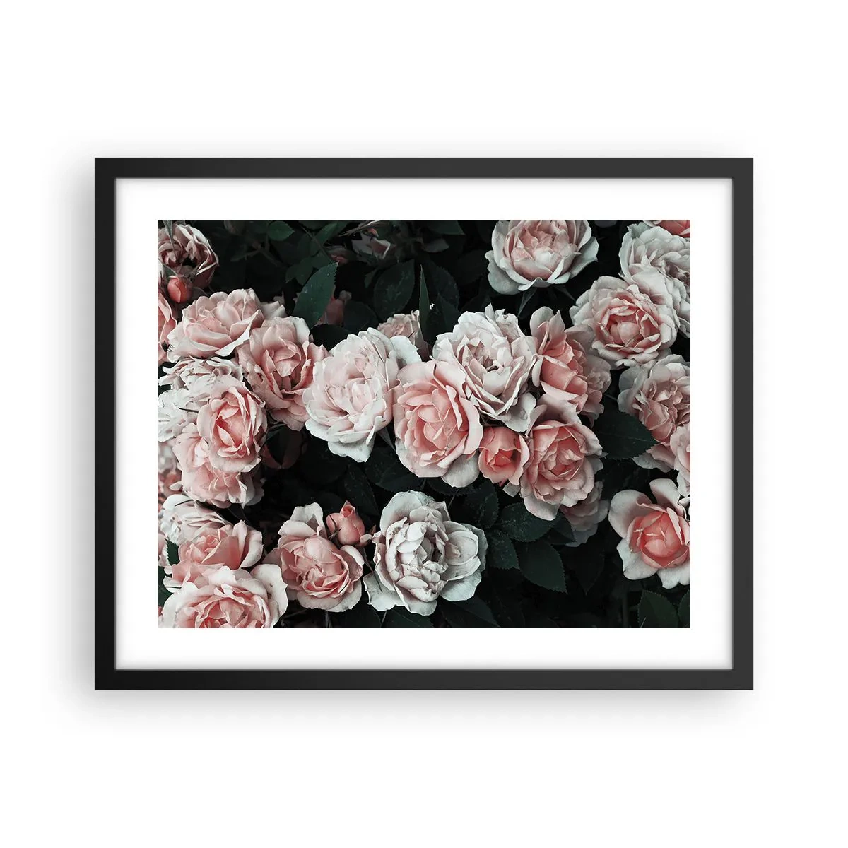 Plakat w czarnej ramie - Różany ansamble - 50x40 cm