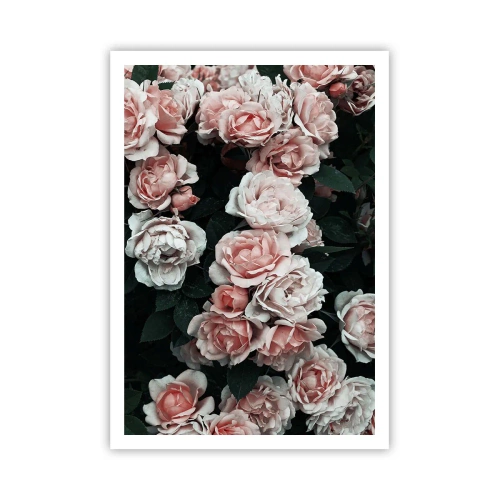 Plakat - Różany ansamble - 70x100 cm