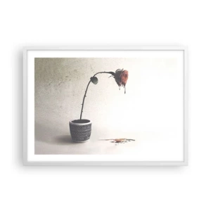 Plakat w białej ramie - Rosa dolorosa - 70x50 cm