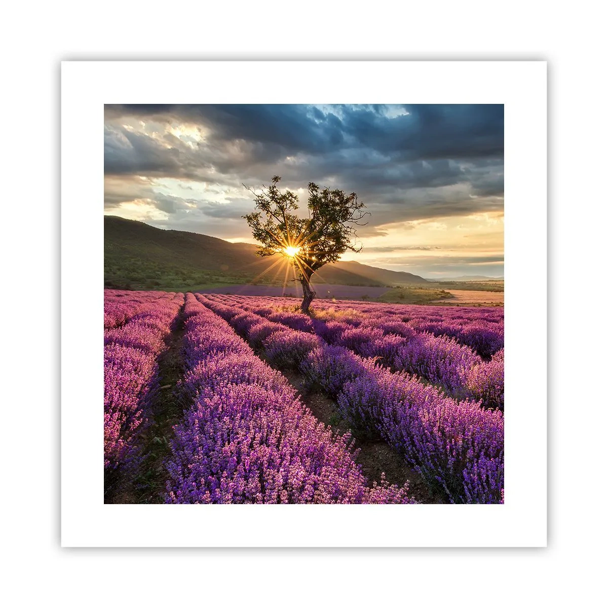 Plakat - Aromat w kolorze lila - 40x40 cm