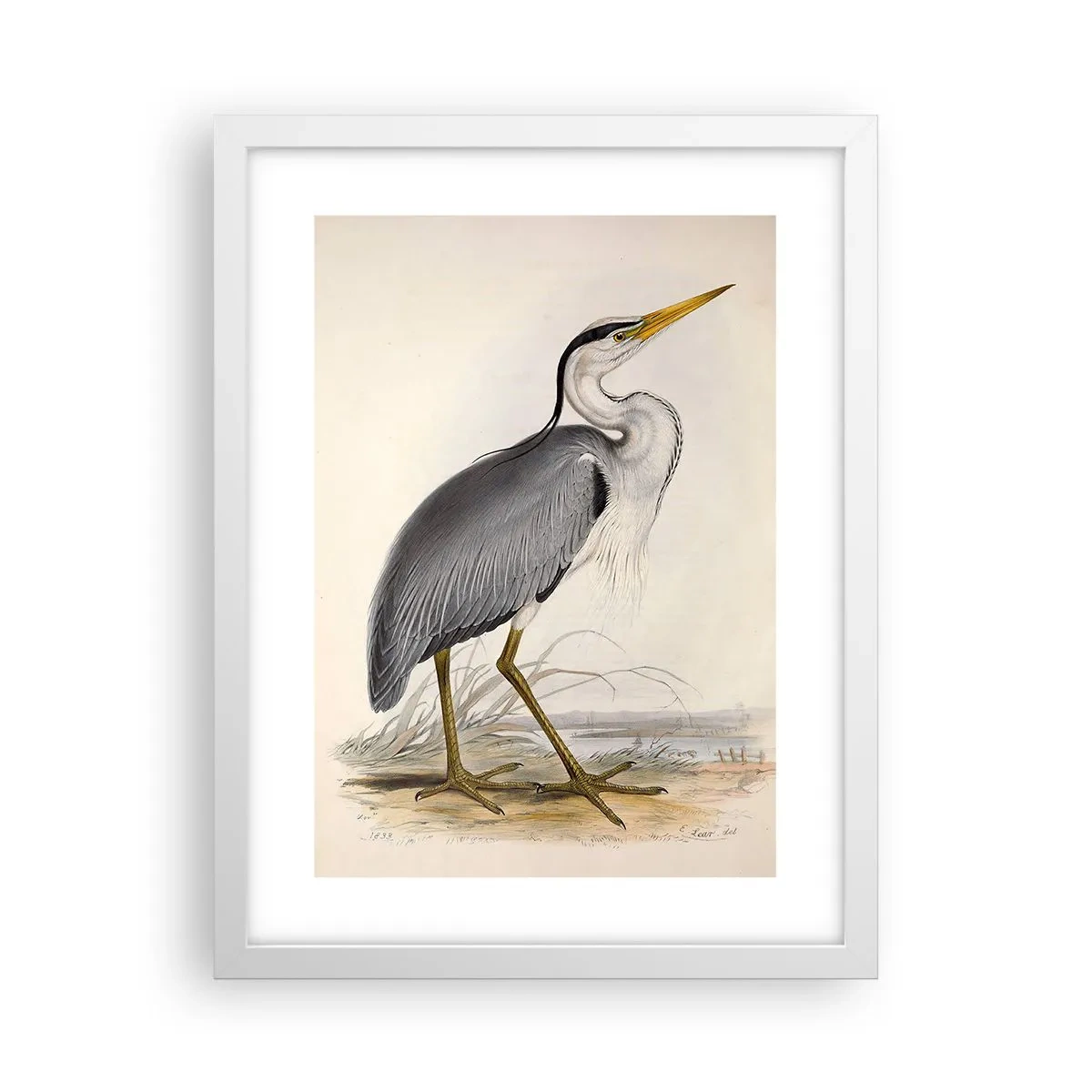 Plakat w białej ramie - Czapli wdzięk - 30x40 cm