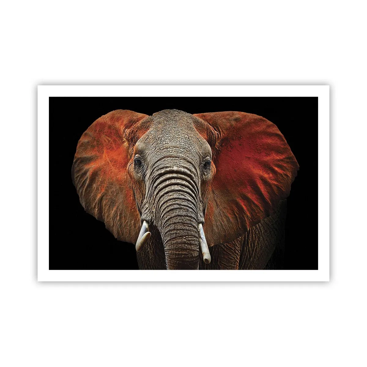 Plakat - Jestem dziki, a ty? - 91x61 cm