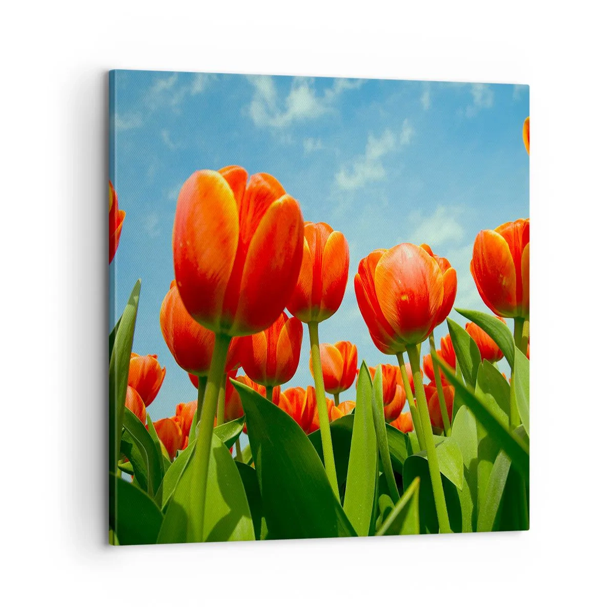 Obraz na płótnie - Oprócz błękitnego nieba nic im w życiu nie potrzeba - 60x60 cm
