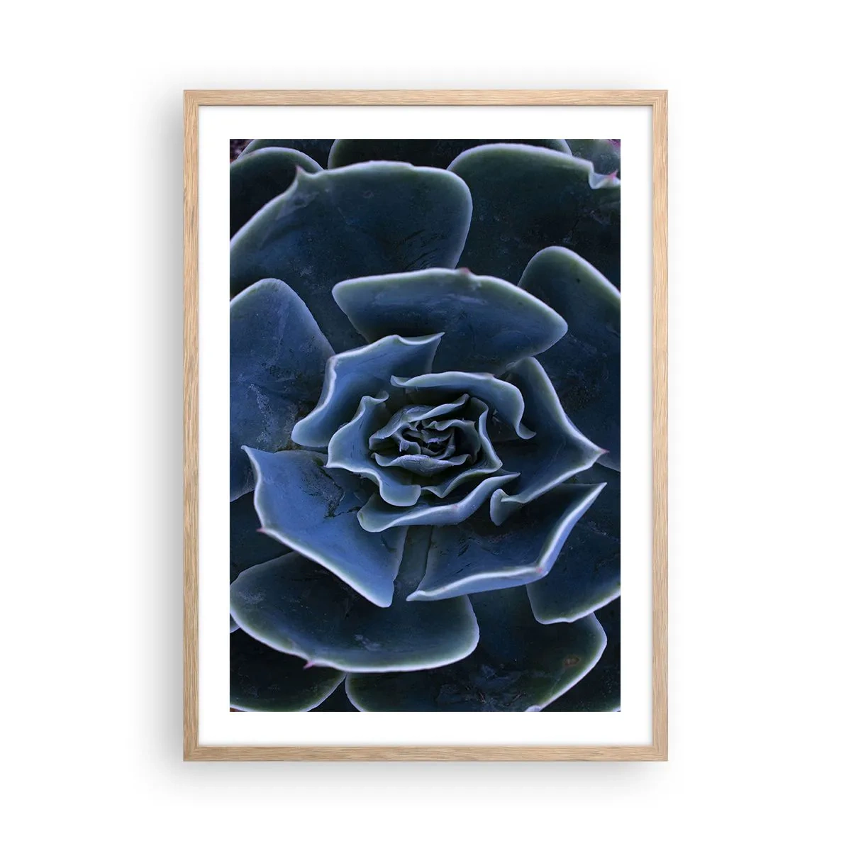 Plakat w ramie jasny dąb - Kwiat pustyni - 50x70 cm