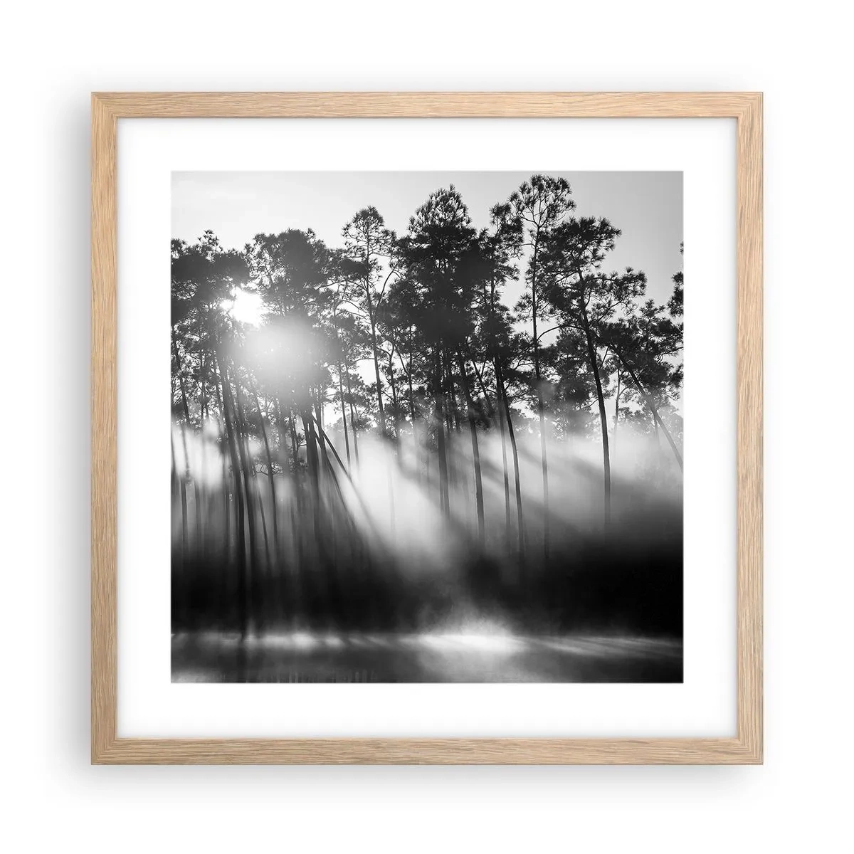 Plakat w ramie jasny dąb - Niepowstrzymane słońce - 40x40 cm
