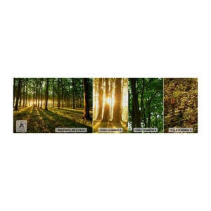 Fototapeta Próbka Premium Canvas - Fotografia wszystkich wiosen - Krajobraz, Las, Natura - 100x30 cm