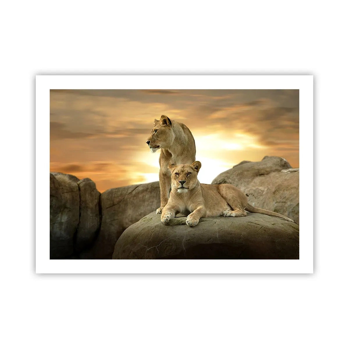 Plakat - Królewski majestat - 70x50 cm