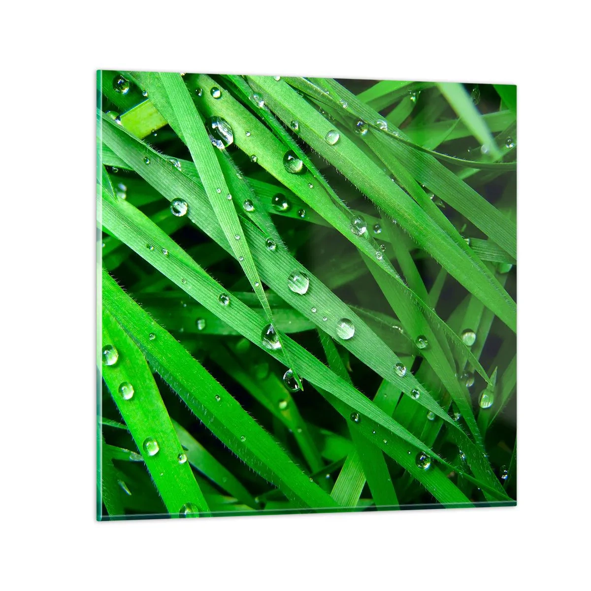 Obraz na szkle - Zagraj w zielone - 40x40 cm