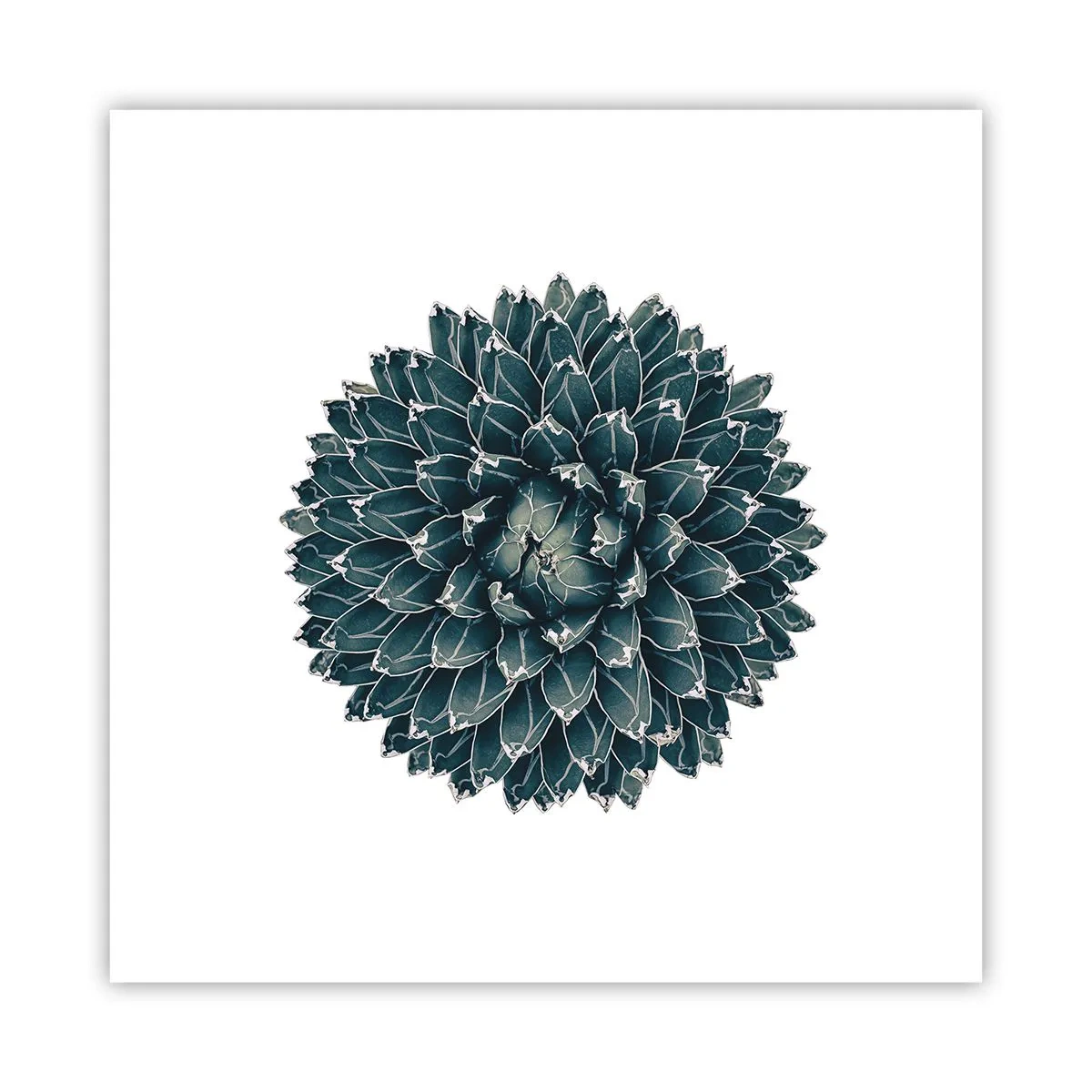 Plakat - Gwiazda pustyni - 30x30 cm